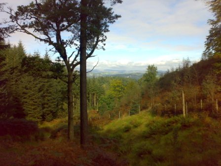 From the top of Ausin Wood Fell Looking eastward 