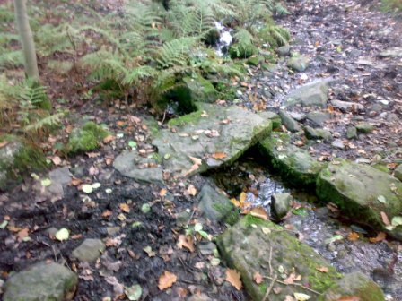 A lovely stone crossing in Boat House Wood