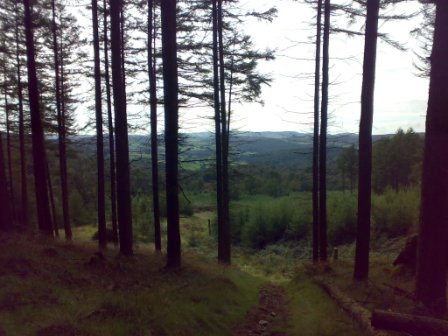 From Ausin Fell Wood looking over Thwaite Head Fell